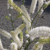 Actaea simplex var. matsumurae