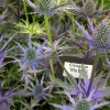 Eryngium 