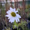 Leucanthemella serotina