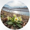 primavera sul tagliamento primavera sul tagliamento